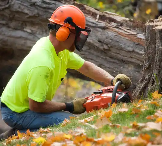 tree services Questa